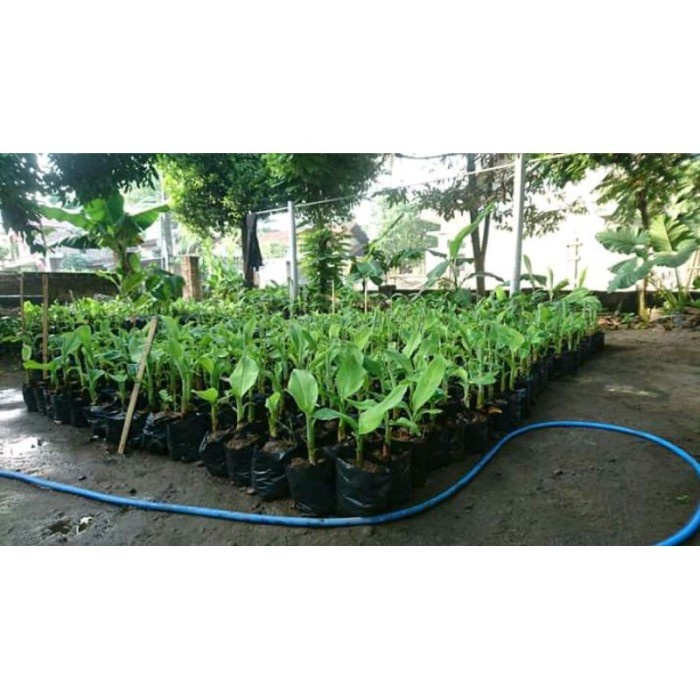 bibit tanaman buah pisang raja benih pohon di dalam pot tabulampot VIRALL