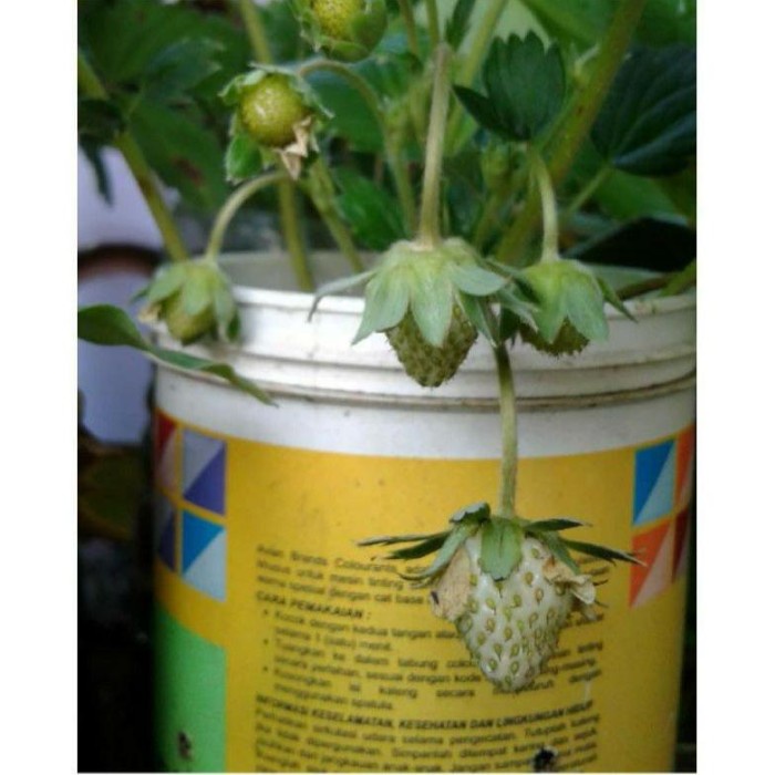 MXX Terlaris Bibit Tanaman Buah Strawberry Putih-Bibit Strawberry