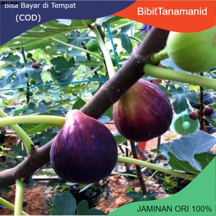 Bibit buah tin jumbo terlaris BLUE GIANT cangkok tanaman dalam pot EE44