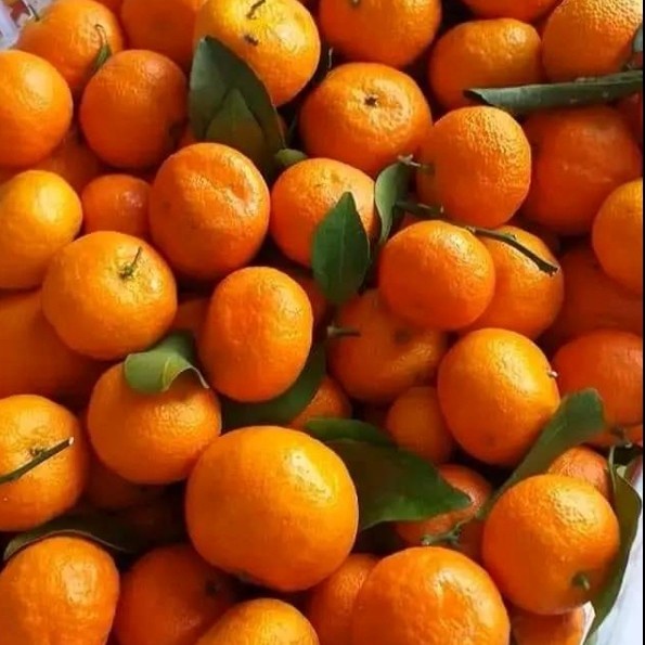 Terbaru Jeruk Santang Madu 1 Kg / Jeruk Santang Daun / Jeruk Import Promo Terlaris