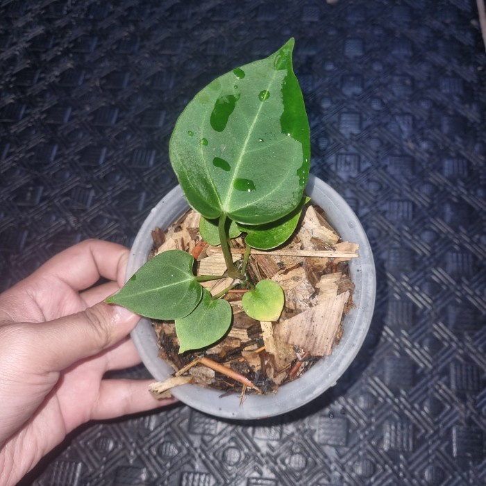 [Baru] Anthurium King Of Spades X Ace Of Spades Diskon