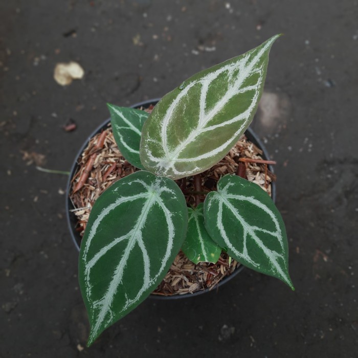 [COD] Anthurium Silver Forgetii Terbatas