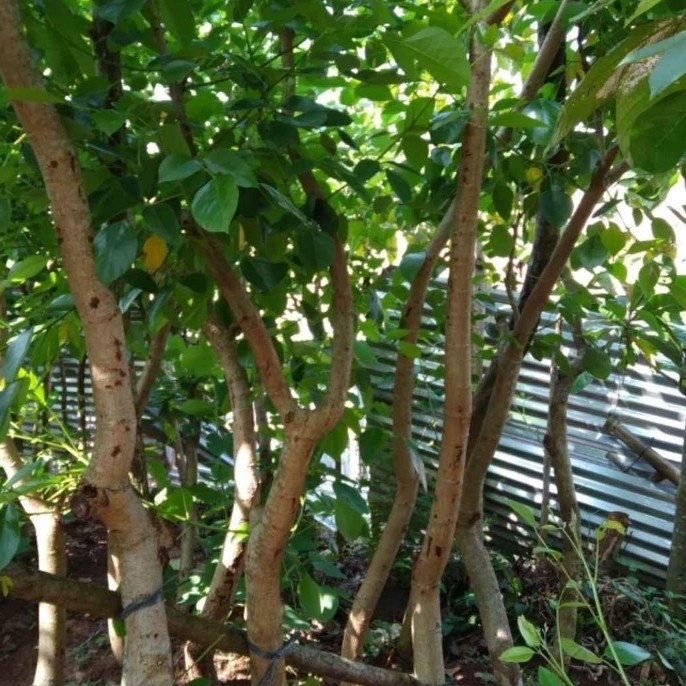 [COD] Tanaman Dadap Merah Terbatas