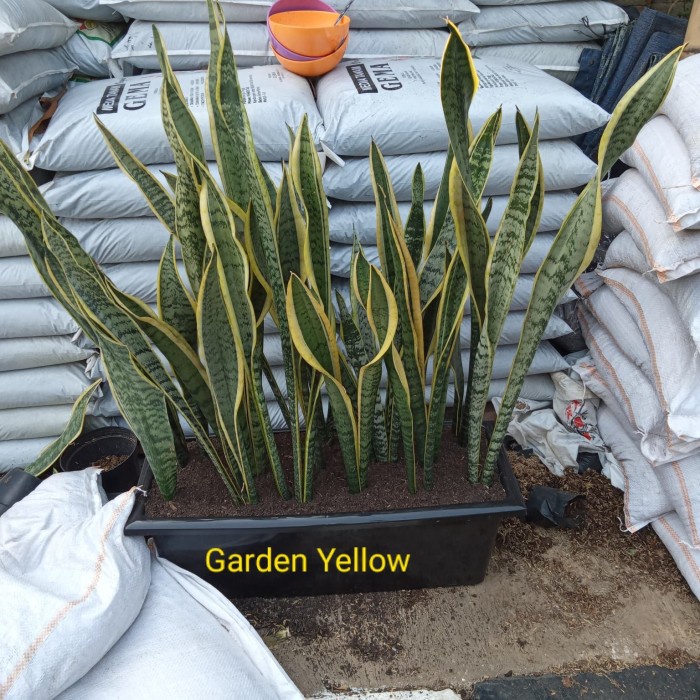 [COD] Tanaman Sensivera / Lidah Mertua Paket Hemat Pot Panjang Hitam / Merah Terbaru