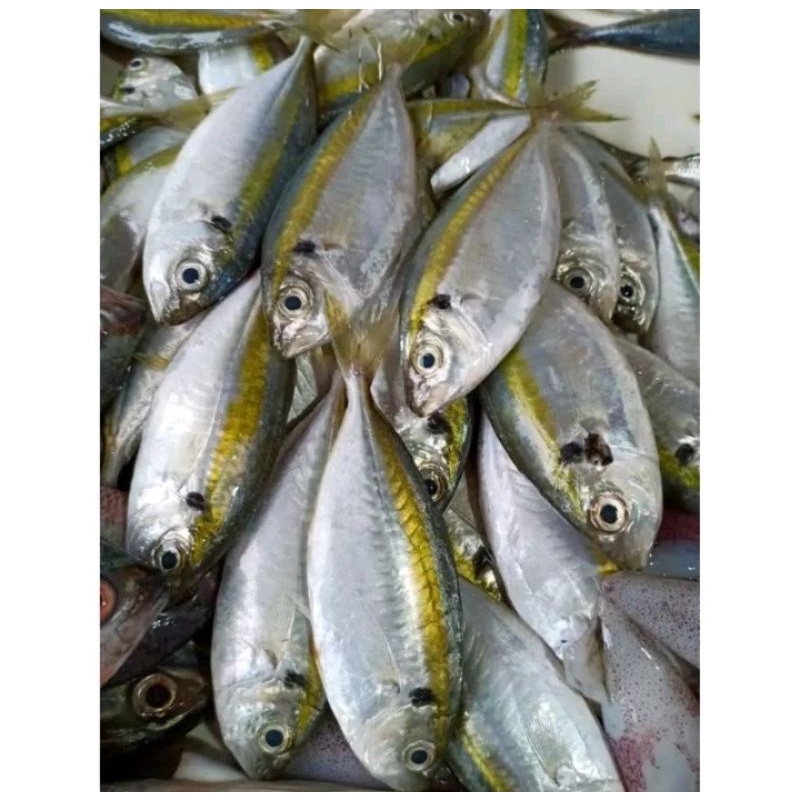 

ikan selar kuning