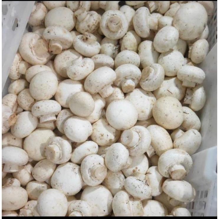 

Promo - Jamur Kancing / Champignon