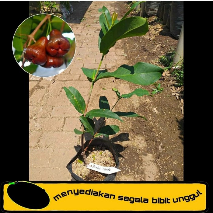 READY Bibit Tanaman Buah Jambu Air Cincalo-Bibit Pohon Jambu Cincalo Merah