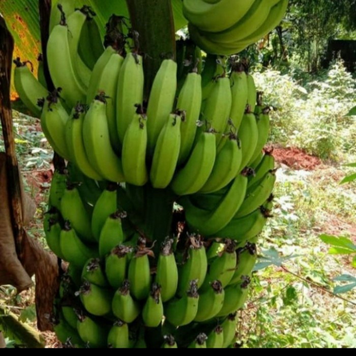 READY Bibit Tanaman Buah Pisang Mini Genjah Bisa Tabulampot
