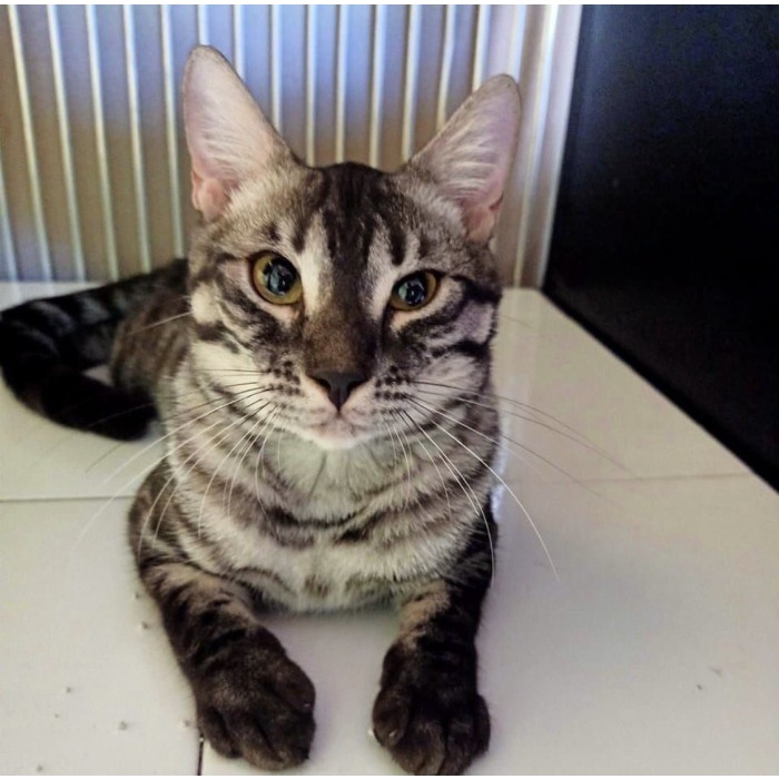 ✅Baru Bengal Jantan Silver Coal Ped Tci Berkualitas