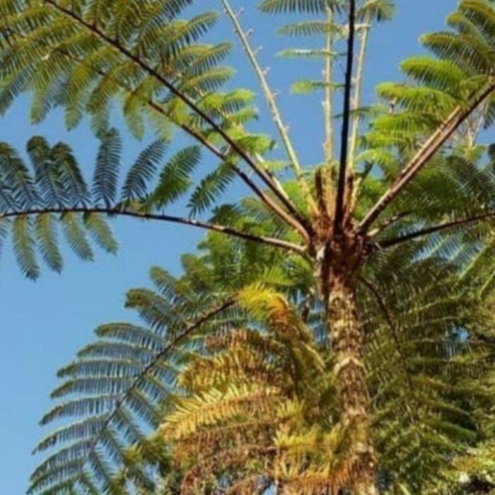 Promo Bibit Tanaman Hias Paku Monyet/Pakis Monyet Jumbo /Paku Tihang Peneduh