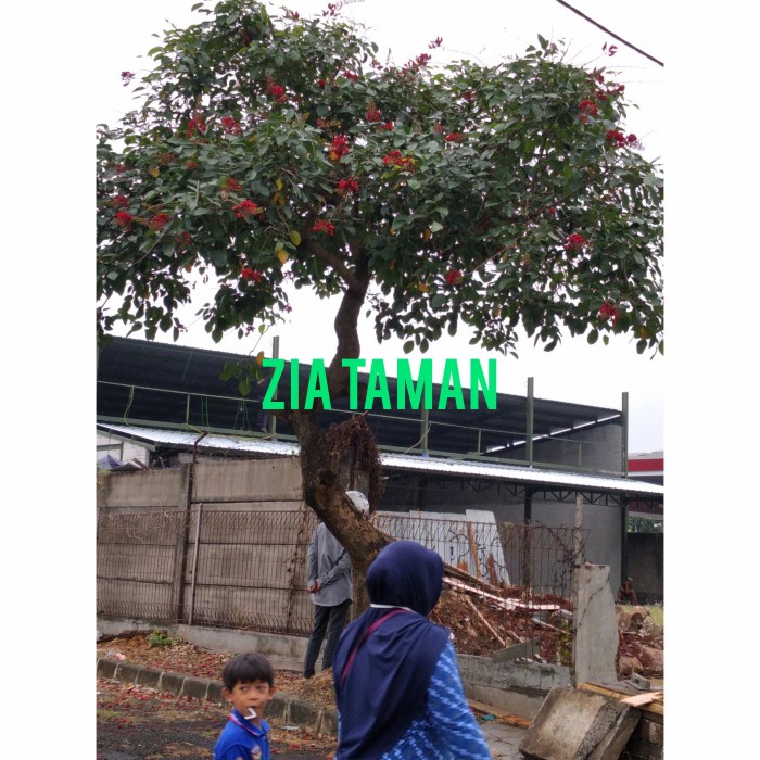 Promo Pohon Peneduh Dadap Bunga Merah Tinggi 2Meter