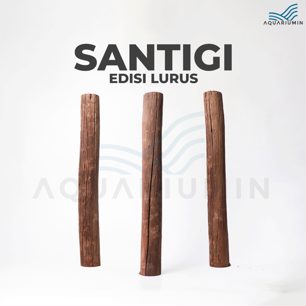 Kayu Santigi Gunung / Santigi Wood Aquascape Tipe Lurus Aquarium