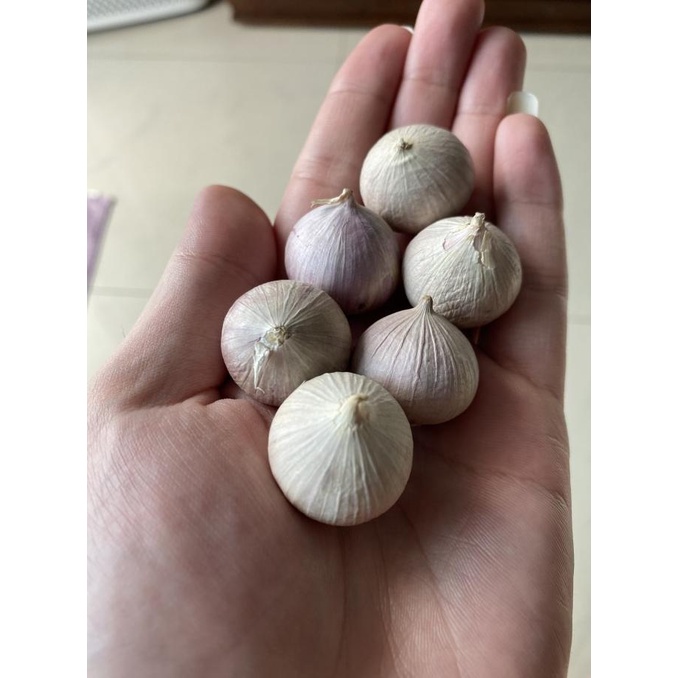 

Bawang putih tunggal / bawang lanang / bawang tunggal 500gram