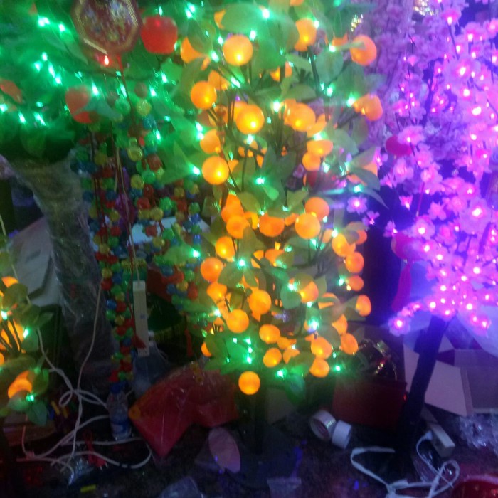 [New] Pohon Jeruk Imlek Berkualitas