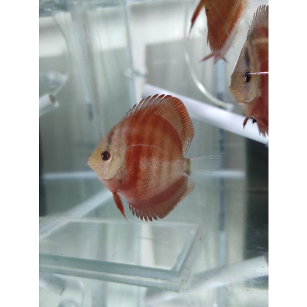 ikan discus san Merah bluerim blueface