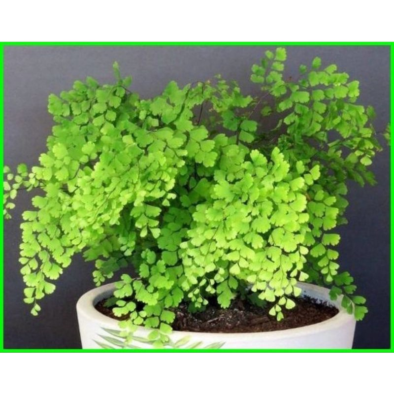 Tanaman hias hidup suplir - tanaman hias hidup