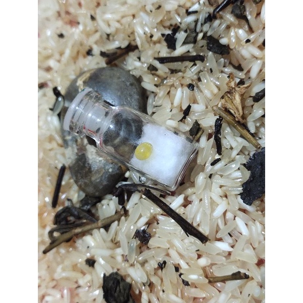 Batu mustika lingsang kuning sir alam asli temuan sepuh kuno antik pusaka