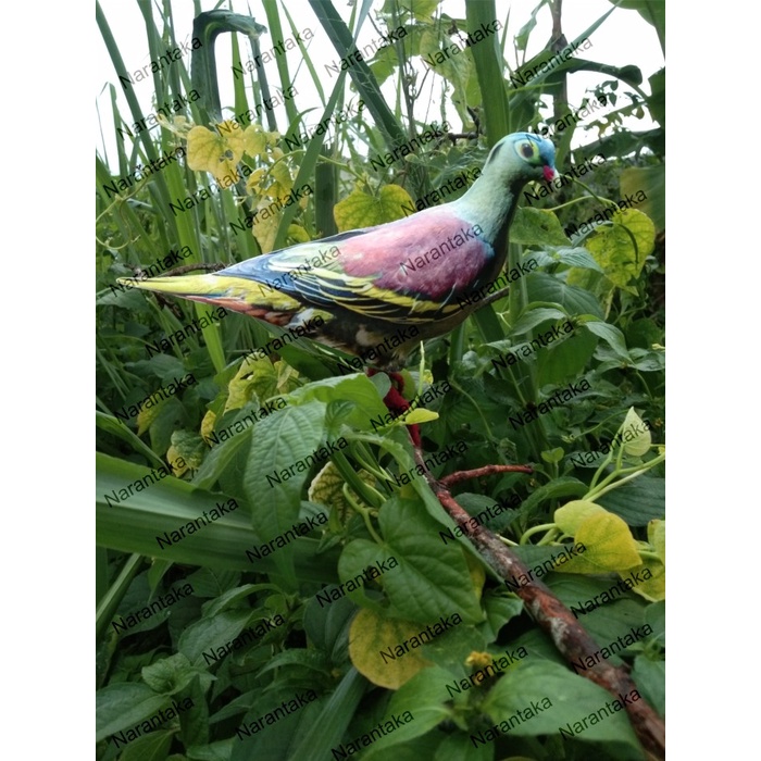 Patung jontrot burung punai Bakau