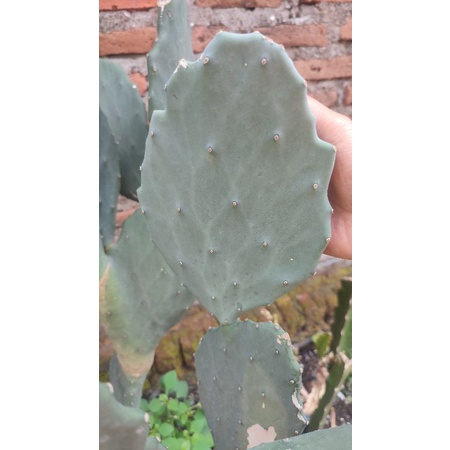 Kaktus Opuntia Gomei / Mexico Cactus