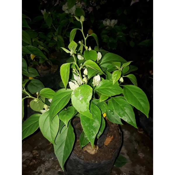 SJ PUTIH BOUGENVILLE IMPORT 100% ORIGINAL