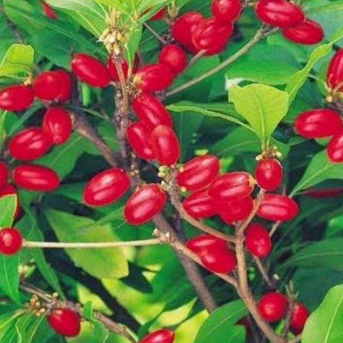 

TERBARU BUAH AJAIB/MIRACLE FRUIT 5 BUAH !!!!!