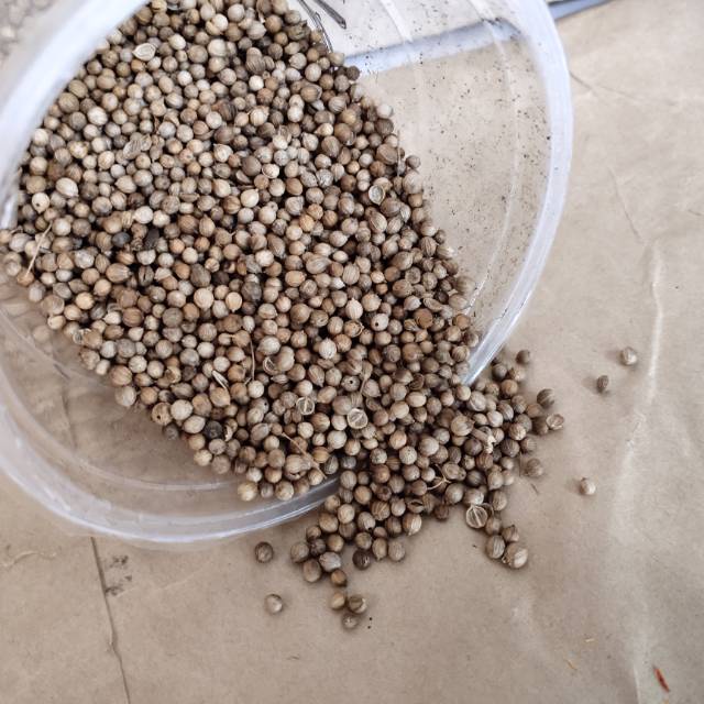 

Ketumbar Hitam (500 Gram)