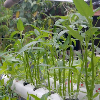 Bibit Benih Kangkung Air Hidroponik (5 Gram)