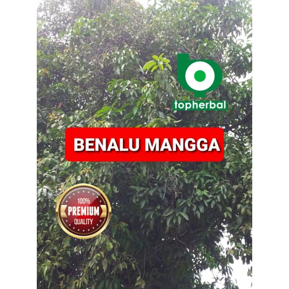 

Benalu Mangga Segar/Fresh 1 KG