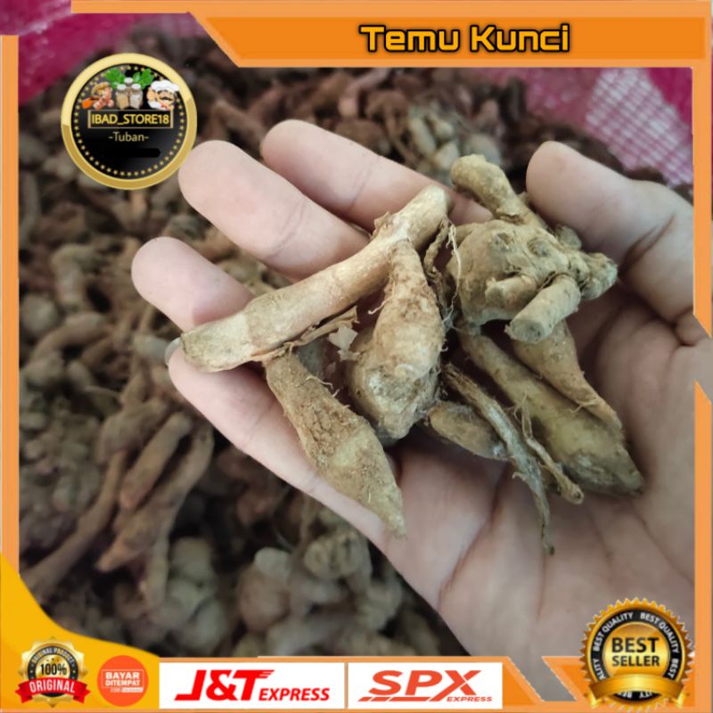 

Rempah-rempah Temu Kunci 500gr
