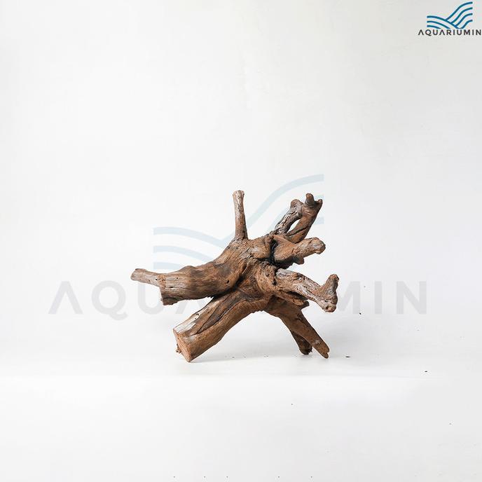 Kayu Santigi Bonggol / Santigi Wood Hump Aquascape Aquarium