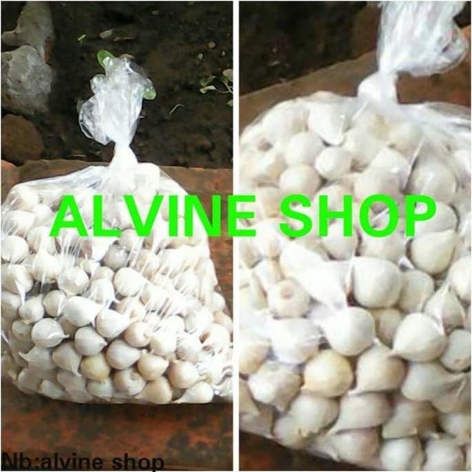 bawang putih tunggal/bawang lanang 1 kg