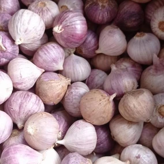 

Bawang Putih Tunggal - Lanang Fresh - Sedang 500 Gram