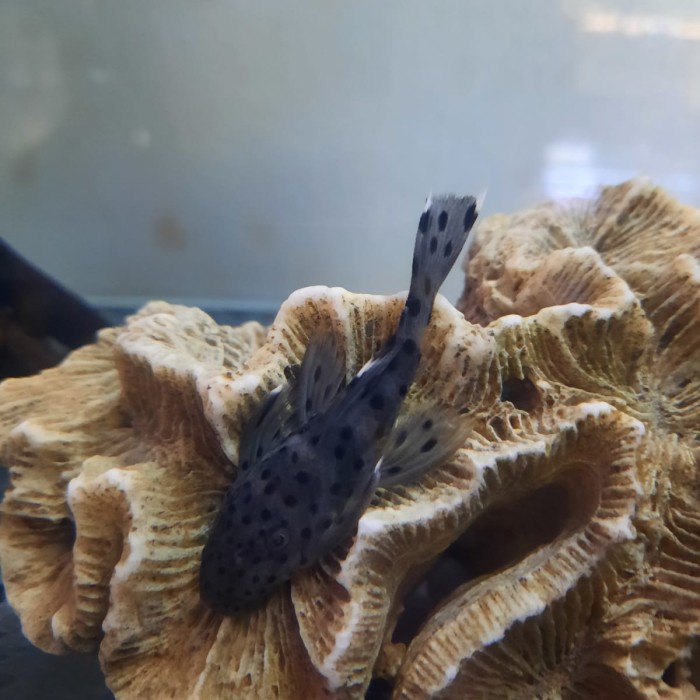 ✅Baru Hiasan Pleco L264 Size 5-7Cm Sultan Pleco Berkualitas