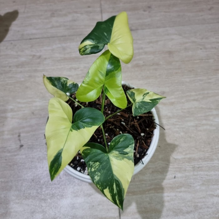 [New] Philodendron Angela Varigata Terbaru
