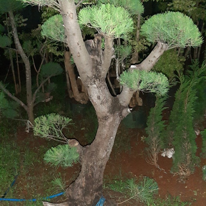 [New] Cemara Udang Bonsai Batang Besar Terbatas