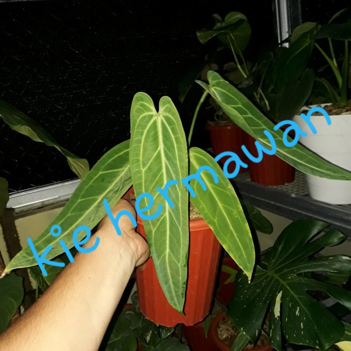 [New] Anthurium Warocqueanum/Lidah Gajah Terbaru
