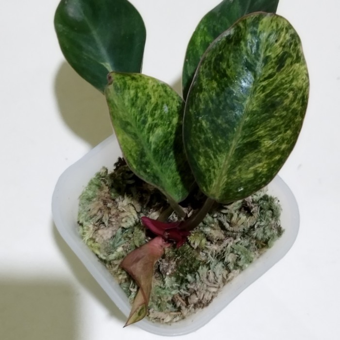[New] Philodendron Red Congo Variegata Limited