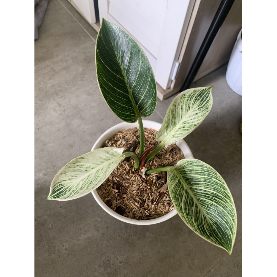 [New] Philodendron Birkin Variegata Terbaru