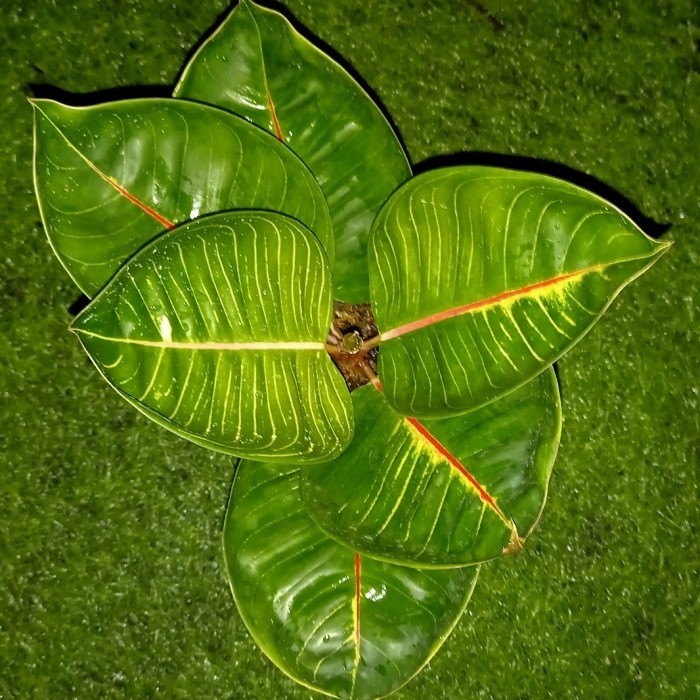 [New] Tanaman Hias Aglonema Black Moonlight Gerhana Realpicture Terbatas