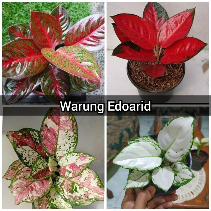 [New] Paket 4 Aglonema Red Stardust-Suksom-Tricolor-Super White- Aglaonema Diskon