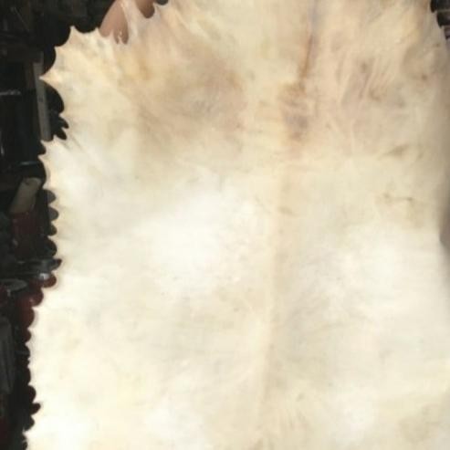 Kulit Kambing Untuk Gendang Bedug Bas Hadroh Kualitas Premium