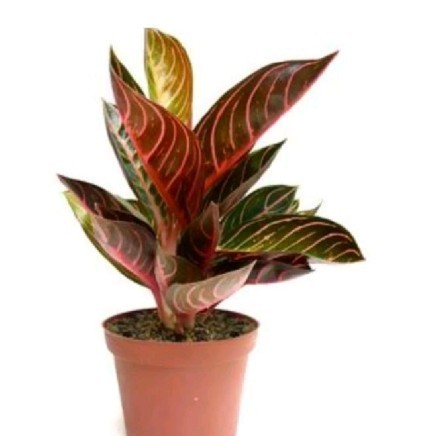 [COD] Tanaman Hias Aglonema Red Sumatra Diskon
