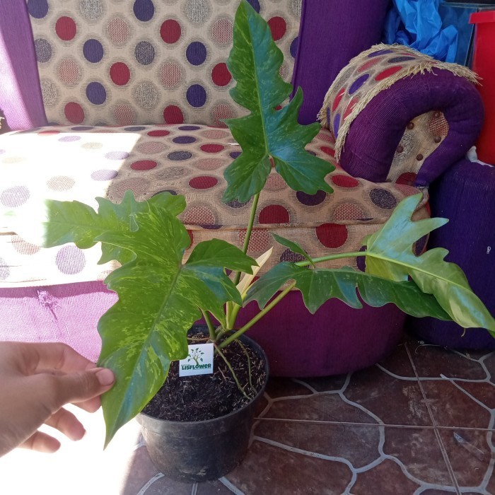 

[Baru] Pohon Philodendrum Dragon Varigata - Variegata Terbatas
