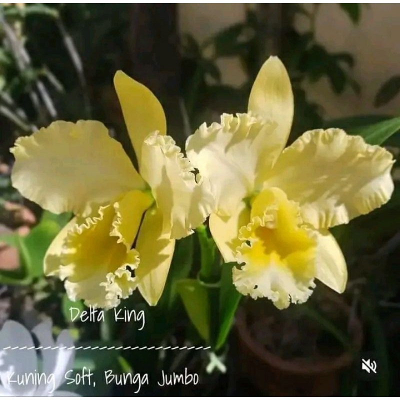 anggrek Cattleya delta king kuning soft dewasa spike+pot angrek catleya kuning soft bunga jumbo Nimi