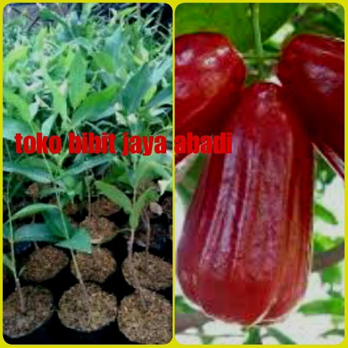OBRAL TANAMAN bibit buah jambu air madu deli yag jumbo
