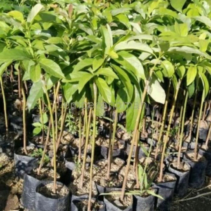 OBRAL TANAMAN Bibit Buah Apokat Miki Okulasi Gejah