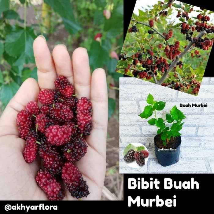 OBRAL TANAMAN Buah Murbei Bibit Buah Murbei