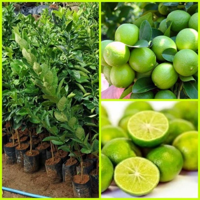 Bibit Jeruk Nipis Tanaman Buah Jeruk Nipis Hasil Okulasi Cepat Berbuah VALID