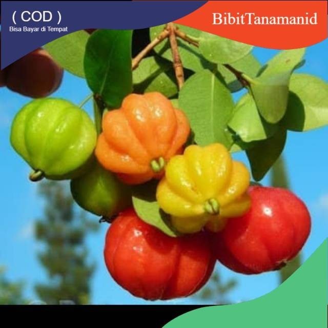 Bibit Dewandaru Cermai belanda bahan bonsai tanaman buah dalam pot VALID