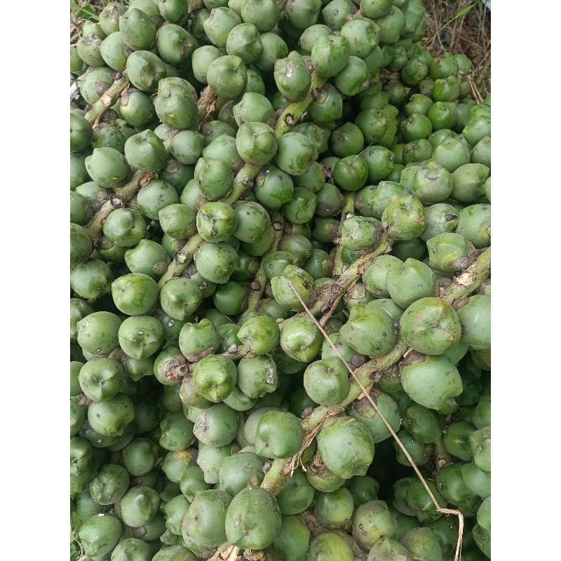 

jual buah aren kolang kaling mentah